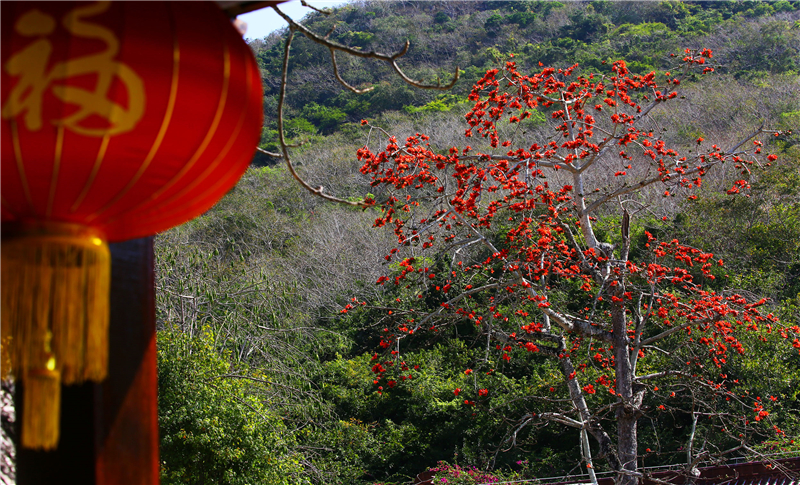 2月19日，三亞南山文化旅游區內的木棉花競相盛開